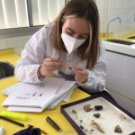 Passion entomologie : Comment déterminer une espèce d’insectes ?