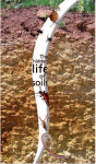 The hidden life of soils